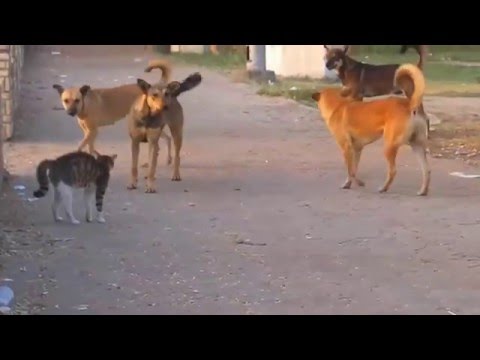 Cat vs Dogs street fight Kung Fu
