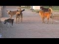 Cat Vs Dogs Street Fight Kung Fu