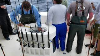 Jackpoling Albacore on our 1st Charter of the Season 7/1/2016