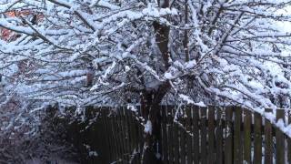 Robins in the Snow