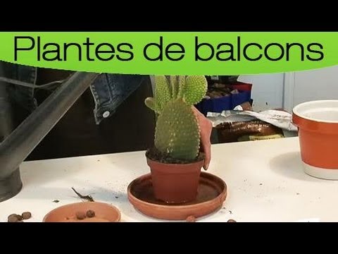 comment traiter un yucca