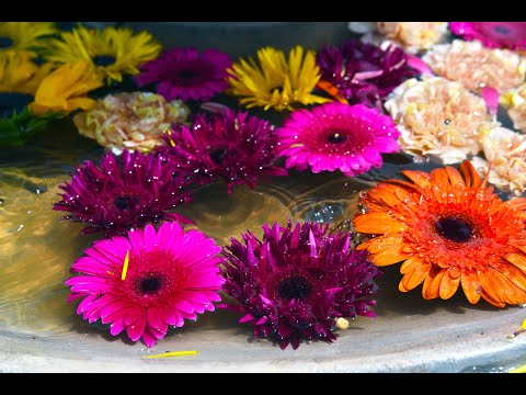 Выставка цветов в Тель Авиве, апрель 2024.   תערוכת פרחים בתל אביב, אפריל 2024