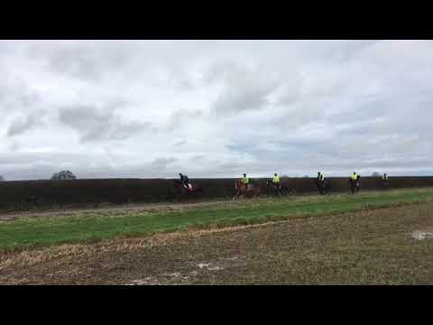 Ardad x Love Action 2019 filly on the gallops.