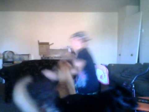 moshing with dogs.wmv