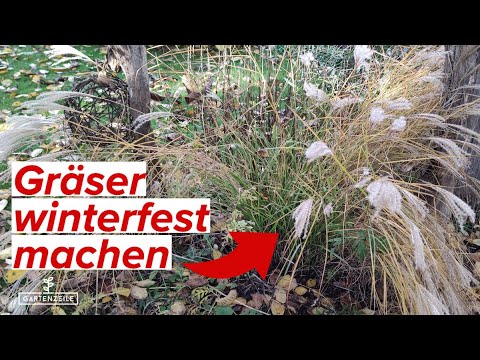 Gräser winterfest machen! Schneiden, Winterschutz, Pflege und mehr! Das solltest du beachten!