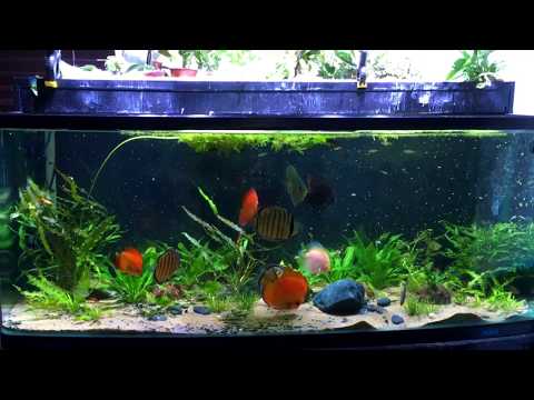 Where are my Betta Fish ??