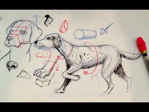 Pen and Ink Drawing Tutorials | How to draw a dog