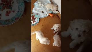 Cockapoo Puppies Videos