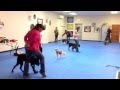 Intro To Canine Musical Freestyle Jenn Michaelis Doggie Academy