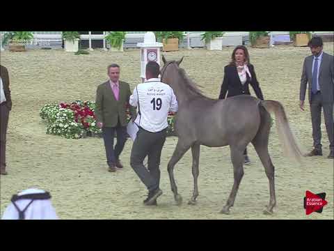 N.19 MAI AL JASSASIYA - 2019 Qatar Int. Peninsula show - Yearling Fillies (Class 1B)