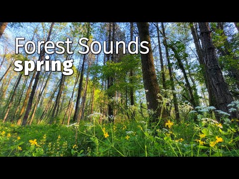 2 HOURS Forest Sounds, Spring - Beautiful Birdsong Sounds - Đurđevac, Borik - Afternoon - ASMR