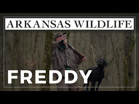 Hall of Fame Freddy: Arkansas duck dog earns big honors while helping owner through trying times
