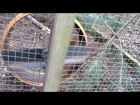 Red Squirrels on Wheel.MOV