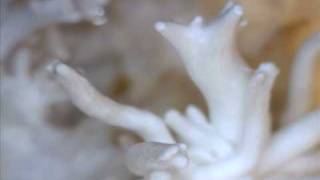 Mycelium: Little Beings