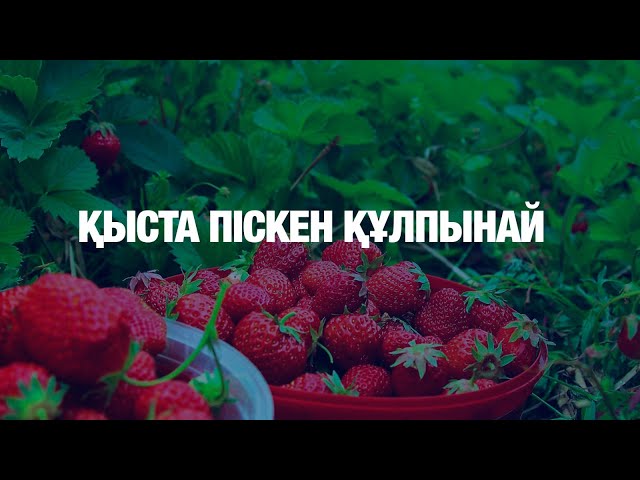 Қыста піскен құлпынай