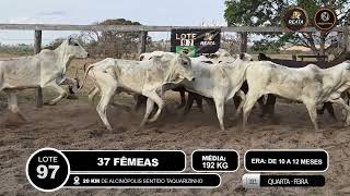Vídeo LOTE 97