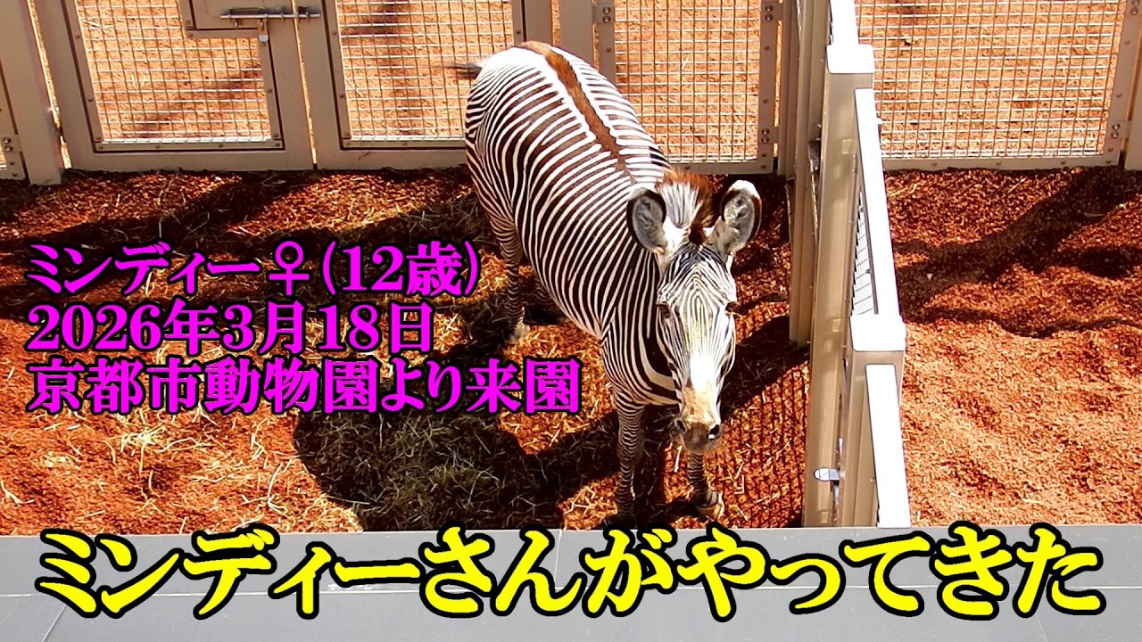 京都市動物園よりミンディーさん来園　Grevy's zebra(グレビーシマウマ)　多摩動物公園