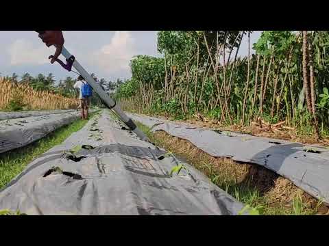 Watering Plants the Right Way – The Secret to a Healthy Garden! - Agriculture Farming