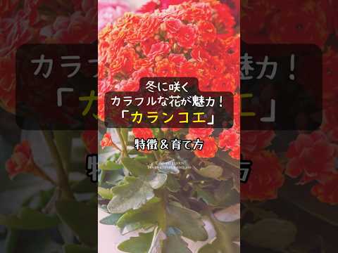 園芸 ワイルドイソギンチャク、シルバンイソギンチャク