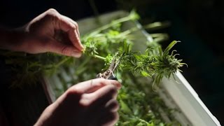 Drugstore pot, free TV for life & the skinny on new cable rules: BUSINESS WEEK WRAP