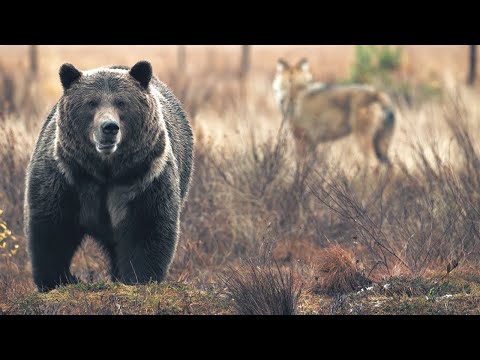 Vlci versus medvěd – kdo bude hodovat?