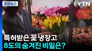 [新농비] 특허받은 꽃 냉장고...8도의 숨겨진 비밀은? / YTN