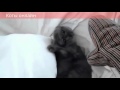 ÐšÐ¾Ñ‚Ñ‹ Ð¾Ð½Ð»Ð°Ð¹Ð½Ð‘ÐµÑˆÐµÐ½Ð½Ñ‹Ðµfighting cats Funny, cats and mating,