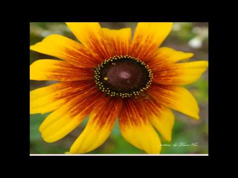 Vào mộng - Tâm Vấn