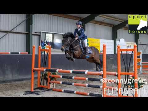 New Forest | Sulaatik's Classis Marmelade | Kantje's Ronaldo