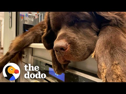 155-pound Dog Will Only Sleep On Her Mom’s Kitchen Counter | The Dodo