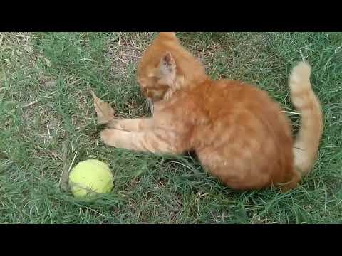 new funny dog movie/new funny animal videos 2023