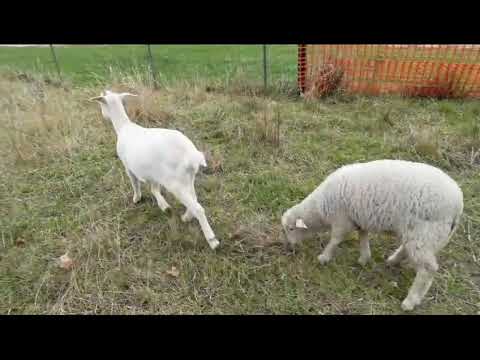 Jazero Borovce pri Piešťanoch