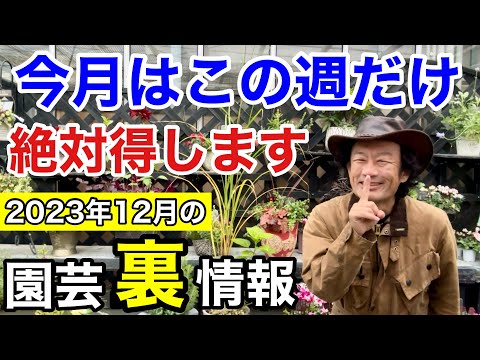 ハイクレアヒイラギ、モチノキ x altaclerensis