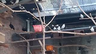 Download lagu JALAK HONGKONG vs BEO mp3