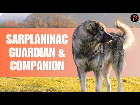 Sarplaninac Dog Breed Info: Personality & Facts