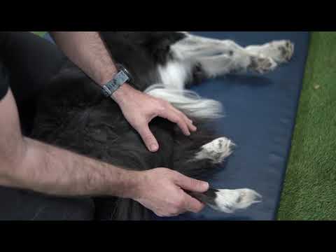 CAP 475. EJERCICIOS PARA PERROS CON DISPLASIA DE CADERA. Especialistas en rehabilitación.