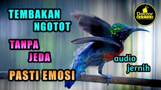 Download lagu PASTI EMOSI❗TEMBAKAN NGOTOT KONIN GACOR FULL ISIAN TANPA JEDA UNTUK MASTERAN DAN PANCINGAN KOLIBRI mp3