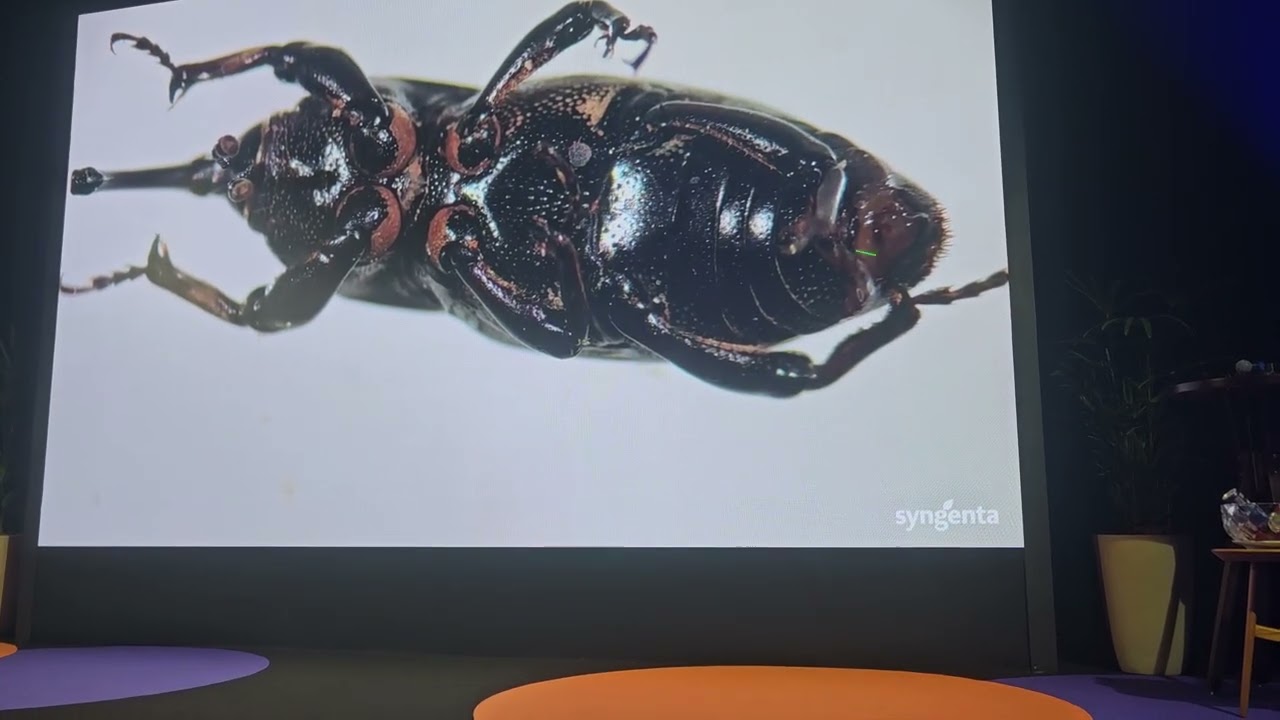 Sphenophorus levis: conhecimento sobre comportamento e reprodução amplia estratégias de controle