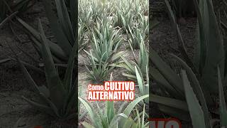 Download lagu Aloe vera, an alternative crop that can replace traditional crops. mp3 Download lagu Aloe vera, an alternative crop that can replace traditional crops. mp3