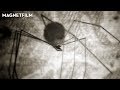 Arachmaninoff A Short Film By René Lange