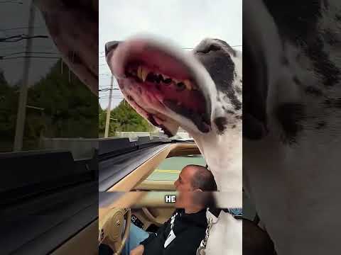 Что делает датского дога идеальным няней?