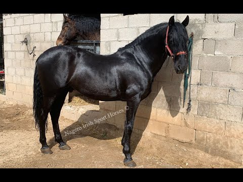 ***SOLD*** Easy and quiet 15.3hh Gelding