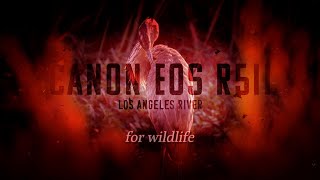 Canon R5ii for wildlife at the Los Angeles River