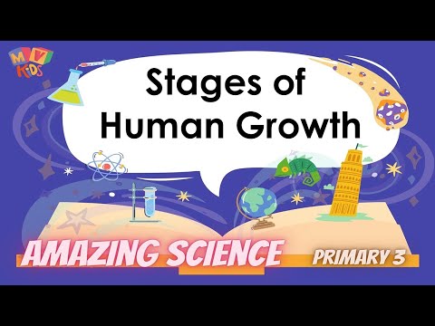 P. 3 | Science | Stages of Human Growth