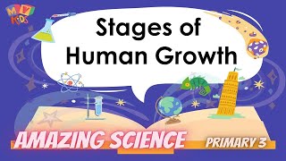 P. 3 | Science | Stages of Human Growth