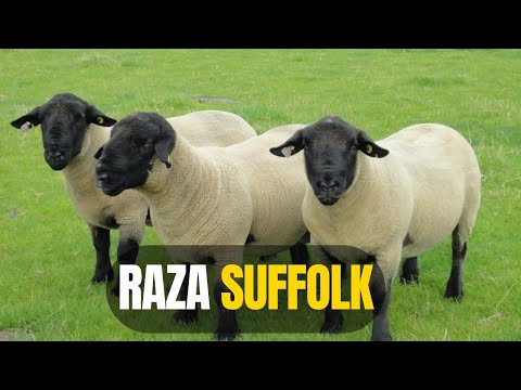 SUFFOLK Breed: The Multipurpose Sheep That Is Dominating Sheep Farming