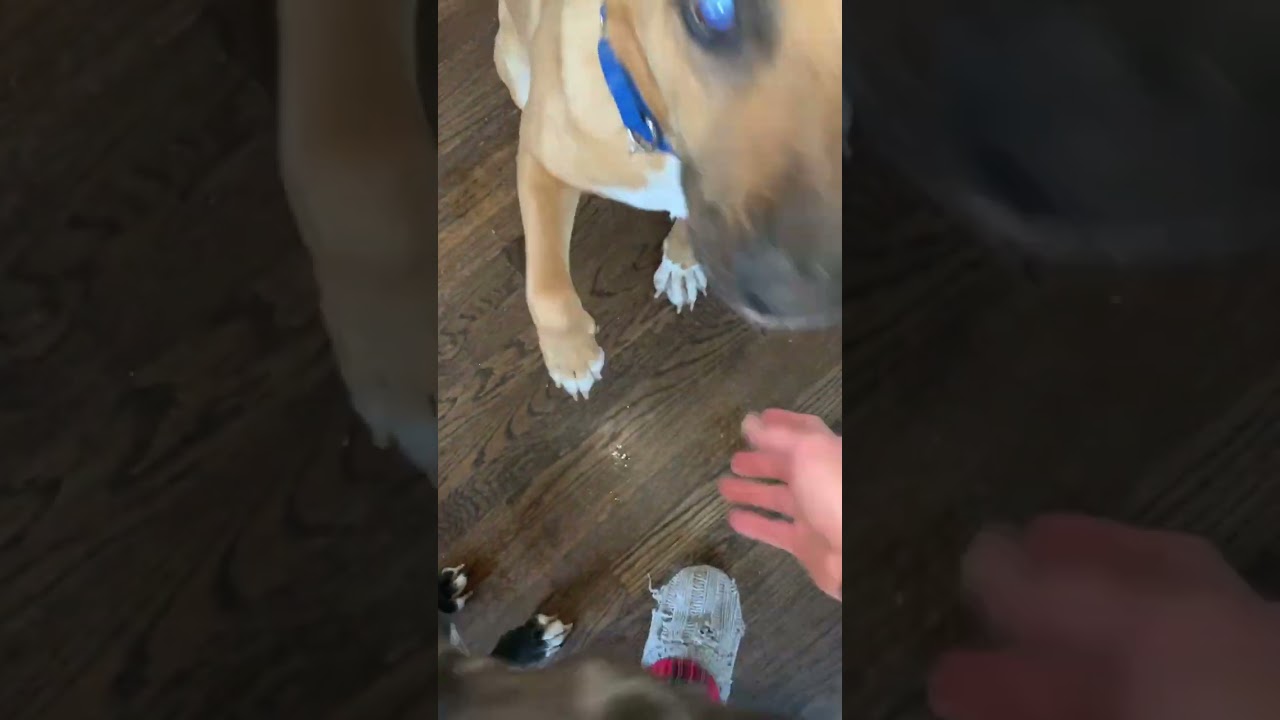 Bob, a Adoptable mixed breed in Shawnee, KS video 6/6