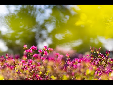 Japonská zahrada – květen 2020