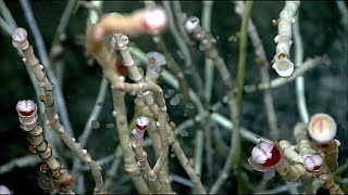 NOAA Okeanos Explorer- Thousands of Tubeworms and bubbles!