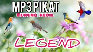 Download lagu MP3 PIKAT BURUNG KECIL LEGEND INI MASIH AMPUH SAMPAI SEKARANG  mp3